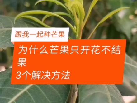 芒果只开花不结果3个解决办法#服务三农 #农业种植 #果树管理