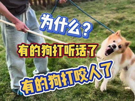 打狗是把双刃剑 #边牧咬人 #宠物#训犬#牧羊犬