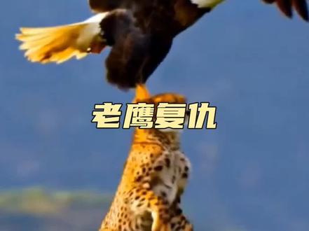 老鹰向花豹复仇#野生动物零距离 #神奇的动物在抖音