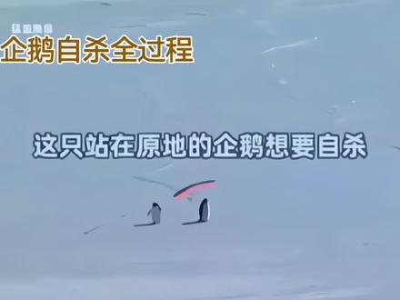 #动物世界
企鹅自杀全过程
