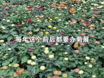#重阳节 你知道这个节日怎么来的么?#冷知识 #抖青有文化 #历史 #四川美好推荐官