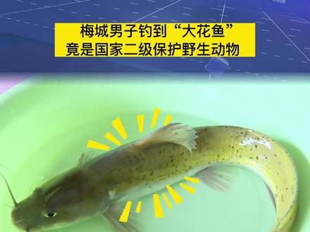 梅城男子钓到“大花鱼”,竟是二级保护动物 #钓鱼 #梅州