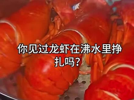英国立法禁止活煮龙虾!是进步还是矫情?餐饮业炸锅:死蟹卖不出价,电击设备太烧钱。
#英国禁止活煮龙虾 #动物福利新规 #餐饮业面临挑战 #全球动物保护趋势#英国新规将禁止活煮龙虾