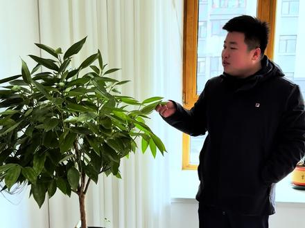 #悟人生之道 平安树、冰箱,以及生活小常识!