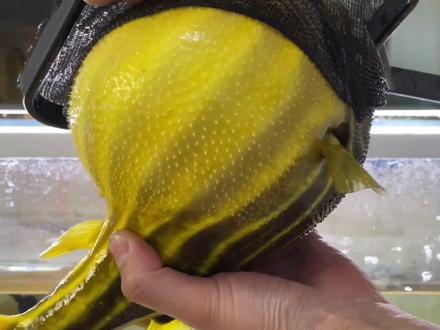 胖敦儿你真是欠炖啊#斑马狗头鱼 #河豚 #狗头 @抖音小助手