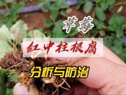 草莓红中柱根腐病一定要提前预防,搞不好就成绝症了!#草莓种植 #草莓根腐病 #草莓红中柱 #农业种植