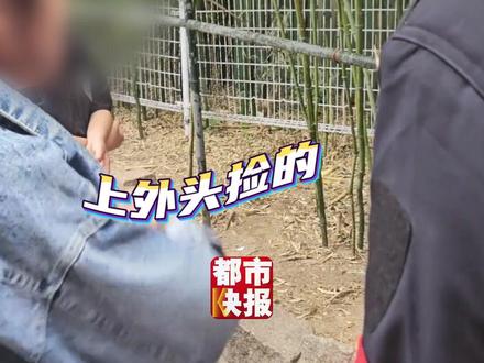 #女子被指带娃在熊猫馆掰竹笋 ,辩称“外头捡的”,孩子大喊“我就要”……北京动物园回应:不允许,会处罚!