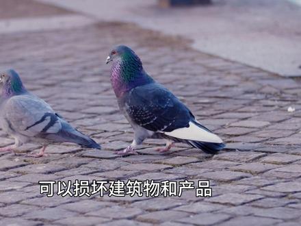 一些驱赶鸽子从阳台离开的小技巧!#意大利生活 #意大利旅游