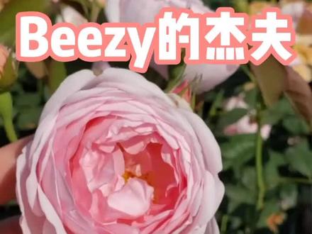 【Beezy的杰夫】月季-权杖之岛 #月季 #花 #花园 #园艺