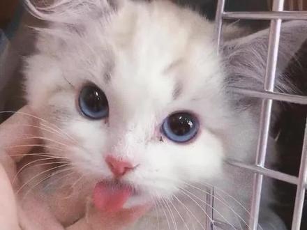 90%的人都不知道,猫咪绝育吐舌头,竟然是这个原因!#萌宠 #猫 #猫绝育