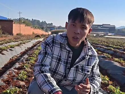 谁再乱卖高剧毒农药给我们农民,我们就像埋红薯一样埋了他!!#云南红薯 #毒红薯事件 #三农