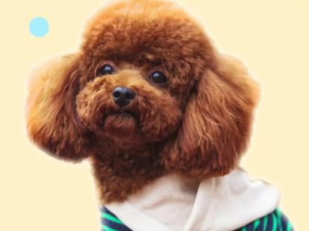 泰迪能懂音乐吗?乐感到底怎样? #泰迪 #泰迪日常 #狗狗听音乐 #家有萌宠泰迪