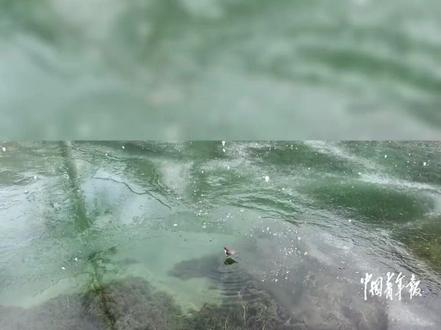 网友拍到一只河乌鸟潜水捕鱼,几乎“百发百中” 河乌:本来都吃饱了,但是气氛都到这儿了......(来源:中国青年报)#鸟 #钓鱼 #钓鱼高手 #神奇动物