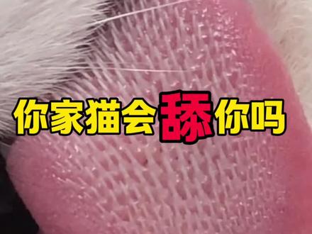 你家猫会舔你吗#猫咪 #新手养猫 #养猫经验分享 #萌宠