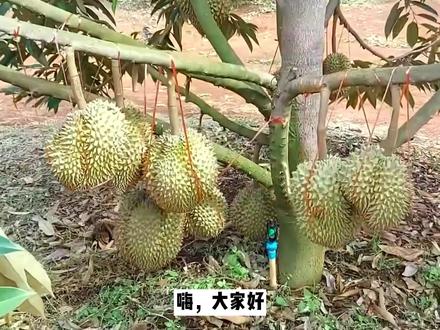 国内可以种植榴莲,我也很喜欢吃,但是想吃上一口为什么这么难? #榴莲 #种植小#种植榴莲#新农人计划2021