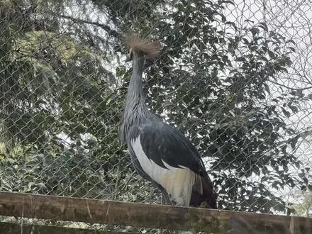 孩子追着跑,爸妈笑着看,幸福就是一家人看同一场风景
动物园里,孩子的十万个为什么,爸妈的童年回忆,我的安心时刻♥️♥️♥️♥️♥️
🔥 #过年旅游攻略 #热门#龙五耀行