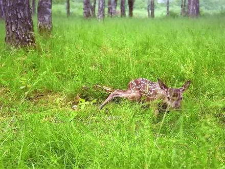 刚出生的小红鹿 成长故事 #动物科普 #创作者中心 #创作灵感 #动物故事 #野生动物幼崽