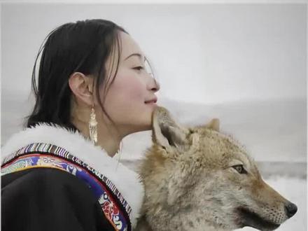 格林走了:离开了小木屋,但,他想妈妈的时候会远远的望向小木屋等待着妈妈再能回到若尔盖草原!格林的父亲是匹勇敢的狼王,为了六个幼仔它被猎人埋下的夹子卡住,可它咬断了自己的一只脚逃跑,最后还是没能逃过命运,格林的妈妈整夜哀嚎冲进羊群复仇后,自吞毒饵旬情!格林有着父亲的勇敢母亲的重情!!!!!!希望暮年的格林安然无恙!!!