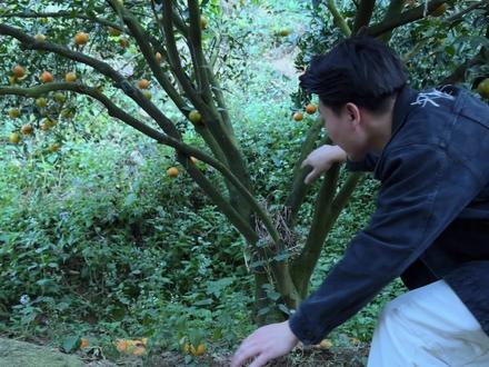 冬后皮是不是应该贵点,一个星期就掉20斤鲜果#茶枝柑#陈皮#圈枝#新农人计划