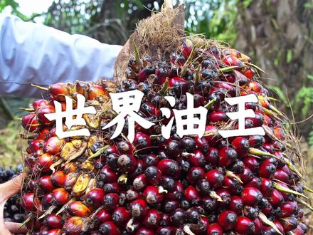 婆罗洲篇 从雨林到餐桌,油棕为何被誉为“世界油王”。#植物科普#世界之最科学漫游指南 #油棕#知识前沿派对 #油料作物