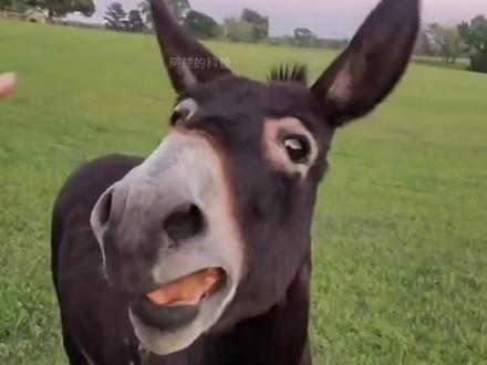 你对它来说,很重要#驴哭