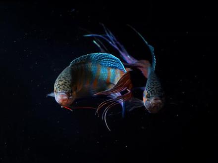 #中国斗鱼 #中国斗鱼繁殖技术 #干货 #教程 @抖音星探家