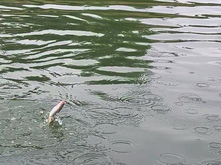 第十期|全国游钓,江苏宜兴,探钓长鳍鱲#溪流钓 #溪流打窝颗粒 #牛窝颗粒 #长鳍鱲 #全国游钓