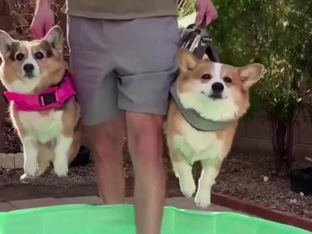 柯基的基因有多强大?看看被它嚯嚯后的结晶,看到德牧笑翻了#萌宠出道计划 #动物的迷惑行为 #宠萌 #狗狗 #每日一笑