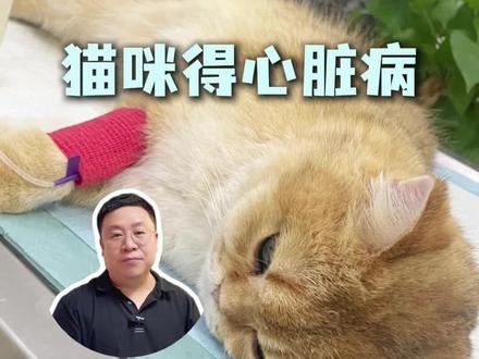 猫咪心脏病发病之前的症状有哪些表现,一定要多关注#猫咪心脏病 #宠物医院 #肥厚性心肌病