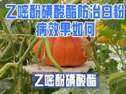乙嘧酚磺酸酯防治白粉病效果如何 ##乙嘧酚磺酸酯防治白粉病效果如何#病虫害防治#植保#农业种植