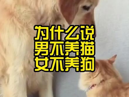 为什么说:男不养猫,女不养狗?#喵星人 #养猫还是养狗 #萌宠 #猫咪