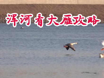 浑河看大雁攻略来了#浑河大雁 #攻略来了 #浑河看大雁攻略 #沈阳