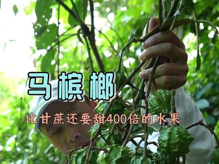 比甘蔗甜400倍的水果,你们吃过吗?