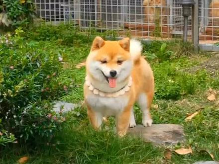 如何解决柴柴乱拉乱尿的问题?#宠物知识 #柴犬 #萌宠 #狗狗 #豆柴 @DOU+小助手