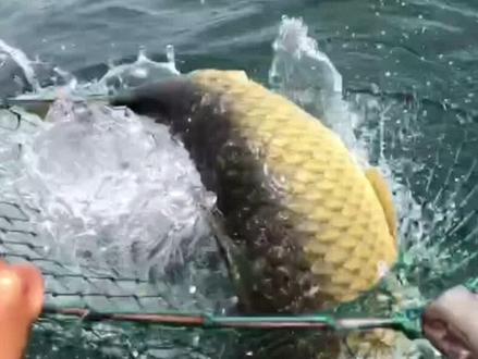 @天元邓刚 #抚仙湖 #纯野生自然水域,#金黄色大草鱼#全国第二深淡水湖泊最深156米平均水深84米#钓鱼