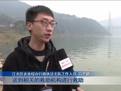 江北区鱼嘴镇,有人发现一条肚子胀鼓鼓的野生娃娃鱼,各方正积极救助。 #重庆dou知道 #新闻 #娃娃鱼#救助