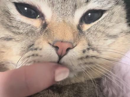 你摸过小猫的上巴吗 #猫 #撸猫第一视角