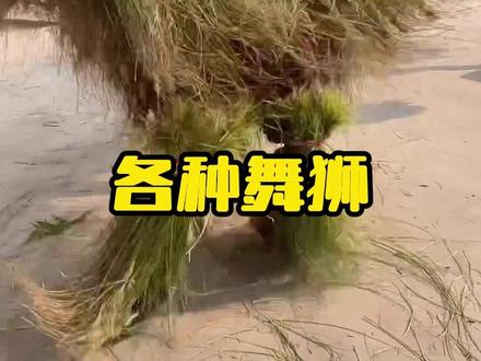 分享12种不同的舞狮,你见过哪种舞狮 #舞狮 #舞狮表演 #民俗#科普