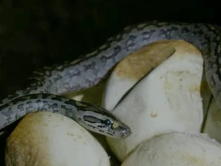 非洲岩蟒生宝宝,再凶猛的动物都有母性的天性 #动物 #涨知识 #神奇的大自然