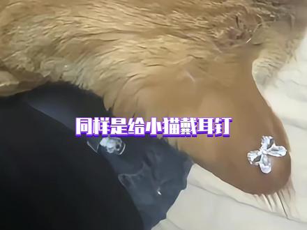怎么会有人故意给小猫打耳洞啊#猫咪 #打耳洞 #大无语事件 #伤害