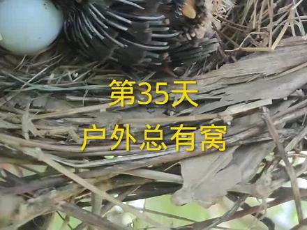 @抖音热点 大自然的残酷#保护鸟类人人有责