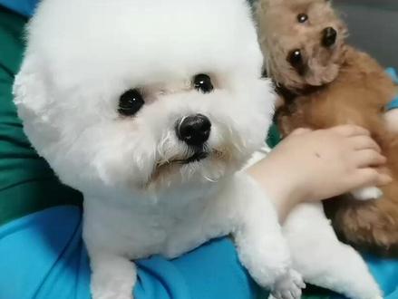 #宠物知识 #狗狗 #科学养宠攻略 #萌宠 #萌宠推荐官 狗狗为什么能秒睡?看完这条视频你就知道了。