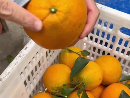 大家好,今天我要向大家介绍的是赣南脐橙的刀削法。赣南脐橙是中国著名的水果之一,以其独特的口感和鲜美的味道而闻名于世。但是,很多人可能不知道,赣南脐橙的刀削法也是非常考究的。下面,我就带大家一起学习一下。
首先,我们需要准备一张新鲜的赣南脐橙,并用清水将其清洗干净。然后,我们用水果刀将赣南脐橙的顶部切开,但不要切断,然后将赣南脐橙分为两半。
接下来,我们用刀将赣南脐橙的一半切成薄片,但不要切断。然后,我们再用刀将赣南脐橙的薄片切成细丝,直到将赣南脐橙切成非常细的丝状。
最后,我们用赣南脐橙的丝将赣南脐橙的另一半切开,形成一个漂亮的圆形。这样,我们就成功地将赣南脐橙的刀削法进行了演示。相信大家看完之后,也会尝试一下这种独特的口感和味道的。
#赣南脐橙 #三农 #赣南脐橙种植户