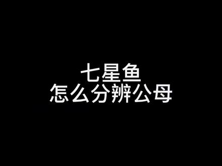 #月鳢 #蛇鱼 #国产雷龙 #七星鱼 七星鱼如何分公母