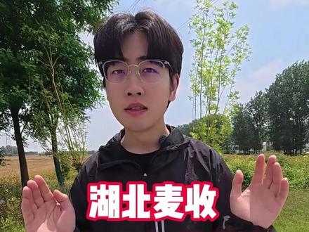 湖北高价麦收风波,你怎么看?#抢收#湖北小麦#小麦收割#马力