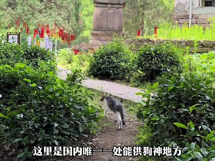 这里每天有全国各地的宠物狗来拜狗神。#九华山 #宠物