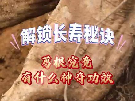 解锁长寿秘诀 葛根究竟有什么神奇功效?