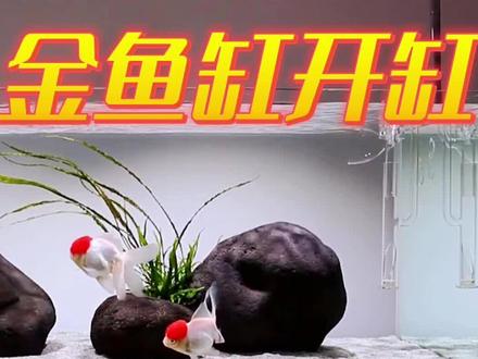 如何给金鱼缸造景才好看?#金鱼