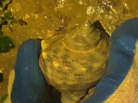 你们觉得看三个视频麻烦,都整合在一起啦#张戈庄赶海攻略