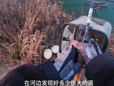 臭蛋 臭蛋味道超够劲!吸一口直接上头#臭蛋 #路亚 #野钓